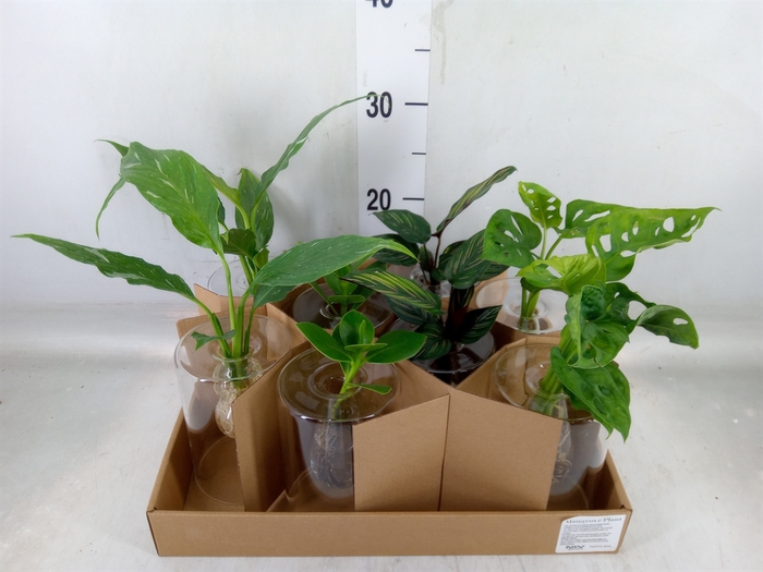 <h4>Planten  ..mix</h4>
