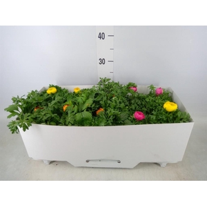 Ranunculus  'Sprinkles'