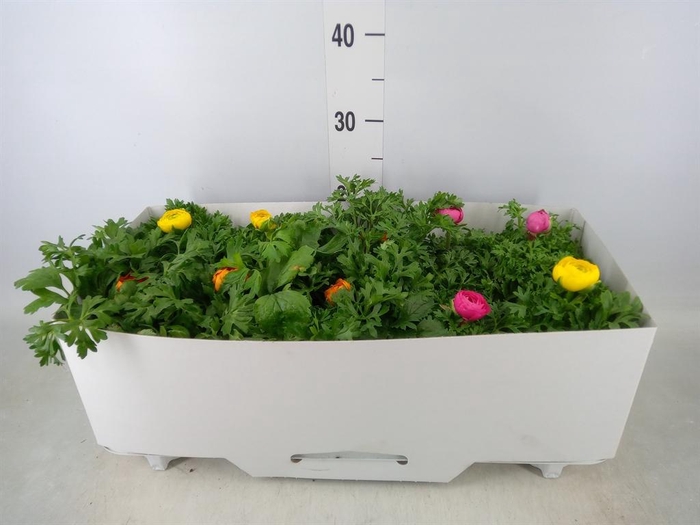 <h4>Ranunculus  'Sprinkles'</h4>