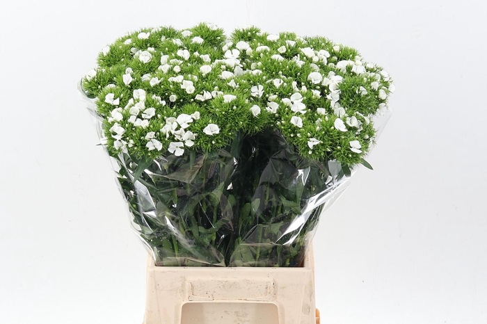 <h4>Di Barb White</h4>