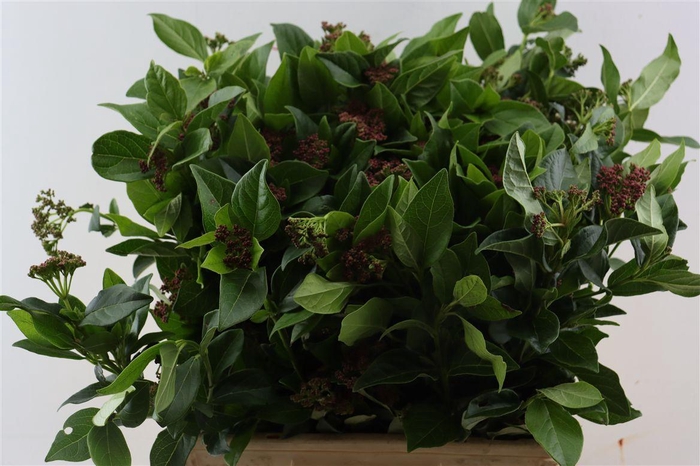 <h4>Vibur Tinus Macr Per Bos</h4>