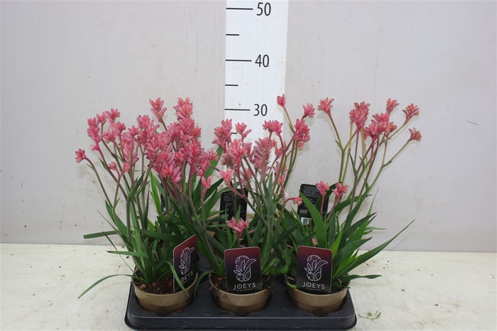 <h4>Anigozanthos Roze</h4>