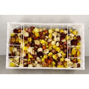 DF Helichrysum Head Mixed