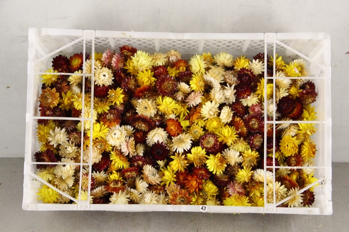 <h4>DF Helichrysum Head Mixed</h4>