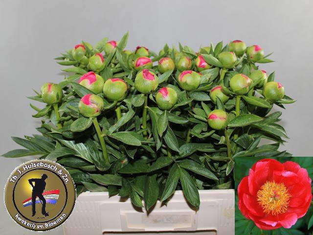 <h4>PAEO HH FLAME</h4>