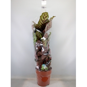 Calathea makoyana