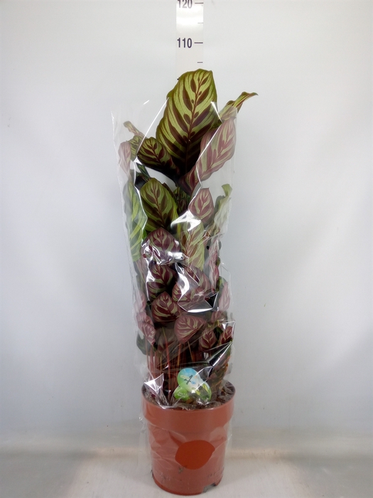 <h4>Calathea makoyana</h4>
