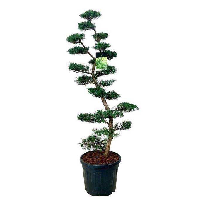 <h4>Juniperus virg. 'Grey Owl'</h4>