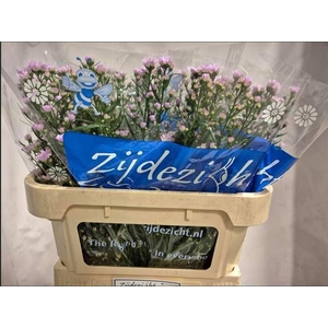 ASTER CLAUDIA