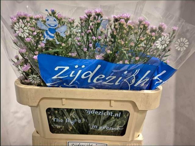 <h4>ASTER CLAUDIA</h4>