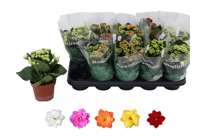 <h4>KAL GE RO GEM 5 KL</h4>