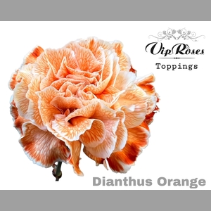 DI ST ORANGE