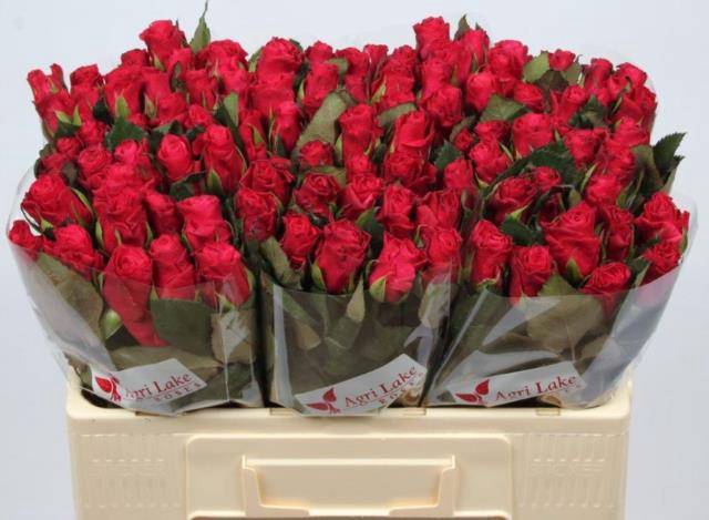 <h4>R GR TACAZZI+</h4>