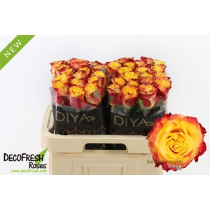 R Gr Sunset X-pression