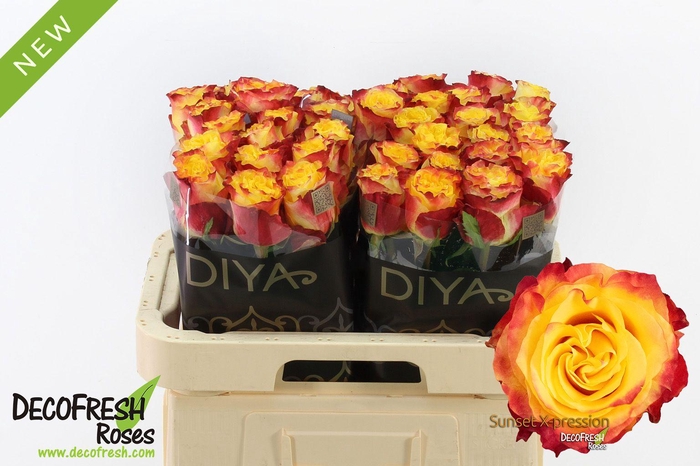 <h4>R Gr Sunset X-pression</h4>