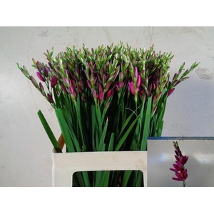 IXIA VENUS