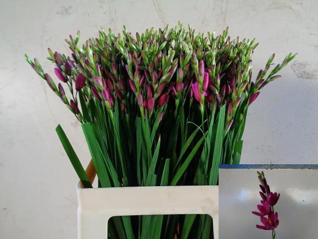 <h4>IXIA VENUS</h4>