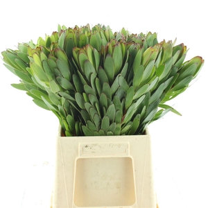 Leucad Gold Strike Extra