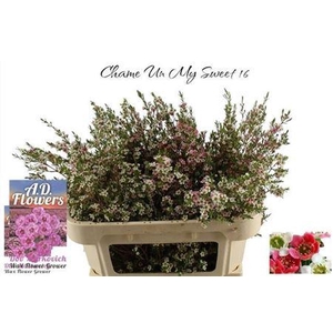 CHAME UN MY SWEET 16