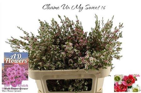 <h4>CHAME UN MY SWEET 16</h4>