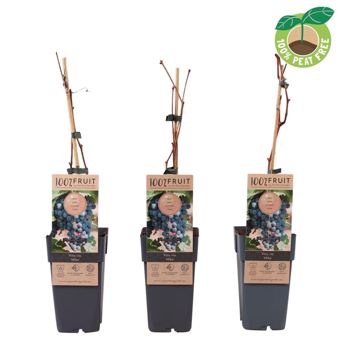 <h4>Vitis vinifera</h4>