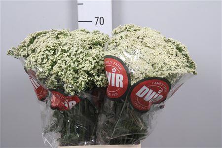 <h4>Achil M Creme Perfection</h4>