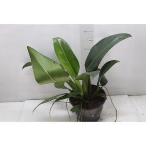 PHILODENDRON PACOVA P20