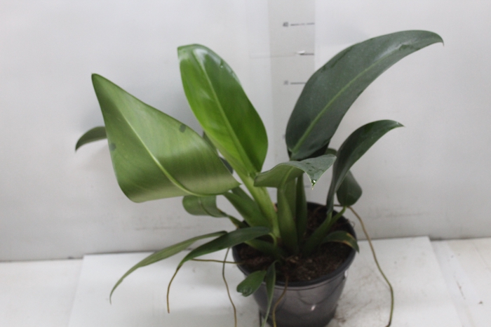 <h4>PHILODENDRON PACOVA P20</h4>