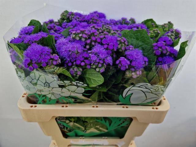 <h4>Ageratum blue horizon</h4>