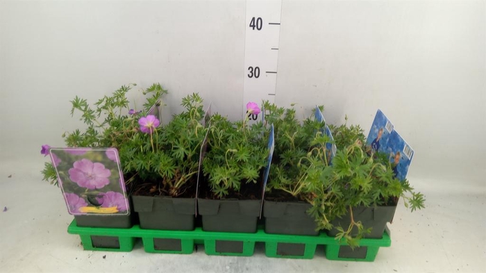 <h4>Geranium sang.</h4>