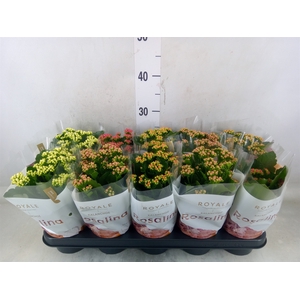 Kalanchoe blos. 'RoyalDon'   ..mix
