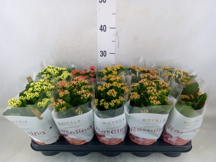 <h4>Kalanchoe blos. 'RoyalDon'   ..mix</h4>