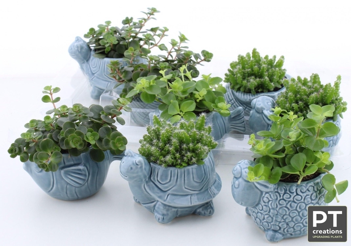 <h4>ARR SUCCULENTEN</h4>