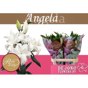 LI OR DU RL ANGELA