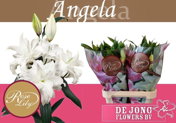 <h4>LI OR DU RL ANGELA</h4>