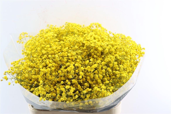 <h4>Gyps Grof Bordeaux</h4>