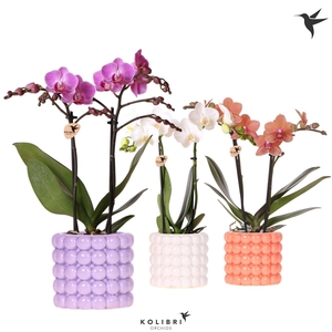 Kolibri Orchids Phalaenopsis mix 2 spike in Poppy pot mix