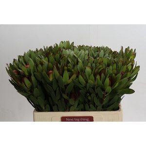 Leucadendron Goldstrike