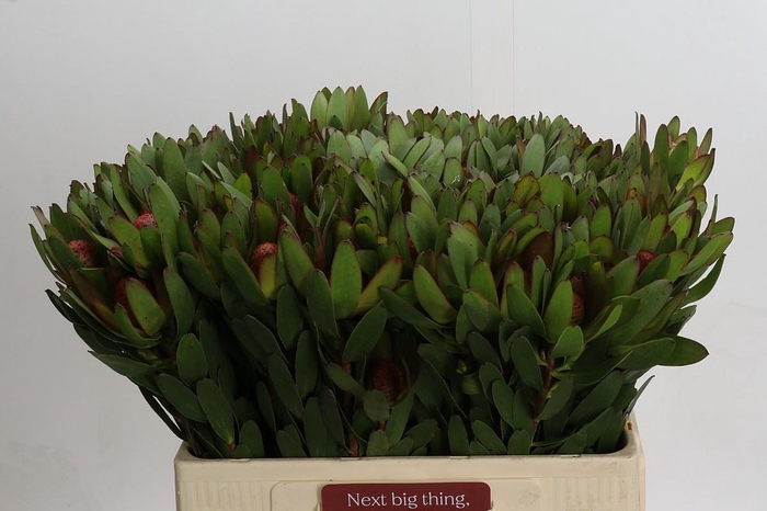 <h4>Leucadendron Goldstrike</h4>