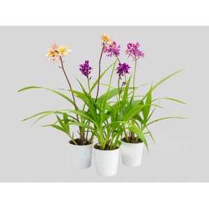 ORQUIDEA SPATOGLOTTIS P12