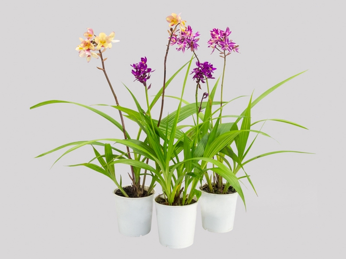 <h4>ORQUIDEA SPATOGLOTTIS P12</h4>