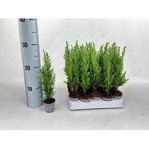 Chamaecyparis laws. 'Ellwoodii'