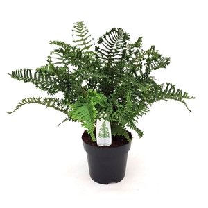 Dryopteris affinis Cristata