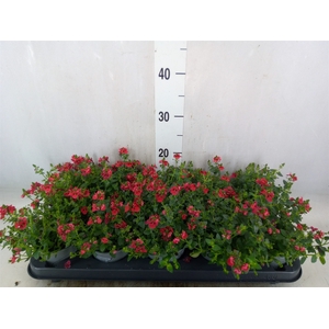 Diascia  'Piccadilly Red'