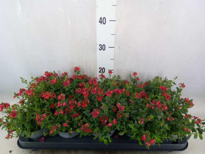 <h4>Diascia  'Piccadilly Red'</h4>