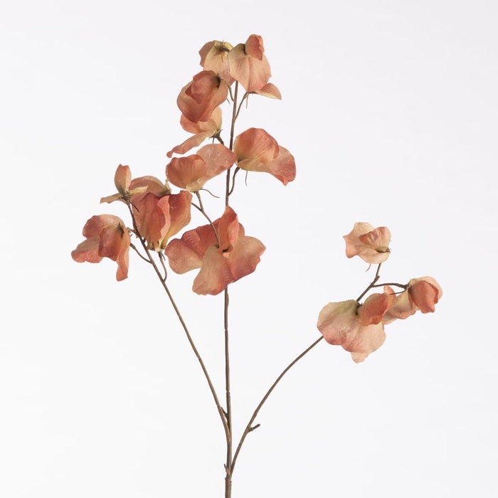 <h4>AF Lathyrus Dried L76cm Peach</h4>
