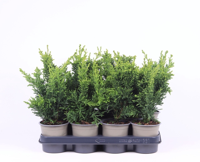 <h4>Chamaecyparis obtusa</h4>
