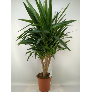Yucca   ...