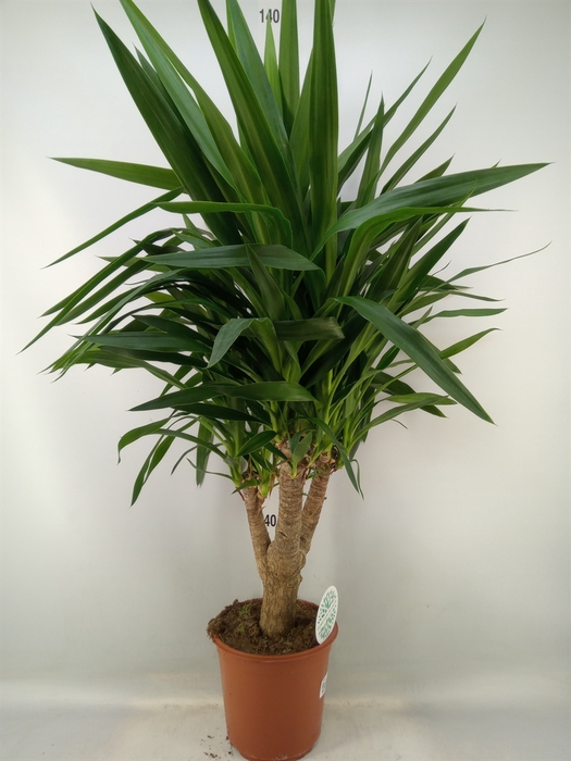 <h4>Yucca   ...</h4>