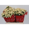 Hypericum Cool Romance